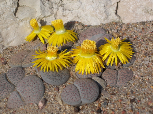 lithops fulviceps v.lactinea